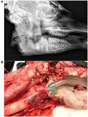 Assessing the Efficacy of Ventilation of Anesthetized Neonatal Calves Using a Laryngeal Mask Airway or Mask Resuscitator